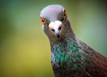 Περιστέρια