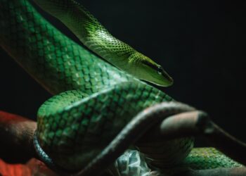 10 παράξενα facts για τα φίδια