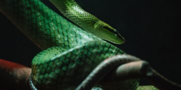 10 παράξενα facts για τα φίδια