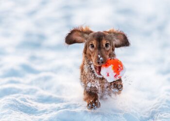 Πόσο κρυώνει ο σκύλος μας τον χειμώνα;