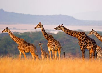 Γιατί η καμηλοπάρδαλη θεωρείται ένα από τα πιο ξεχωριστά ζώα στον κόσμο;