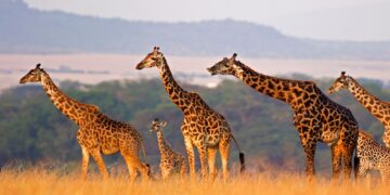 Γιατί η καμηλοπάρδαλη θεωρείται ένα από τα πιο ξεχωριστά ζώα στον κόσμο;