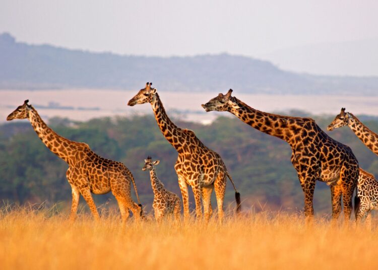 Γιατί η καμηλοπάρδαλη θεωρείται ένα από τα πιο ξεχωριστά ζώα στον κόσμο;