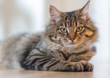 Η απόκτηση γάτας μπορεί να αυξήσει τον κίνδυνο εμφάνισης σχιζοφρένειας