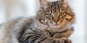 Η απόκτηση γάτας μπορεί να αυξήσει τον κίνδυνο εμφάνισης σχιζοφρένειας