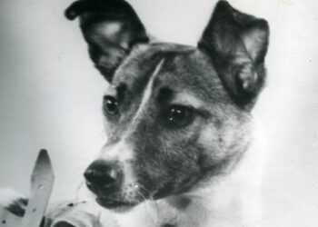 Λάικα: Το σκυλί που ταξίδεψε στο διάστημα