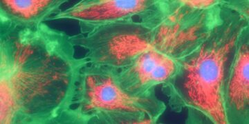 Μιτοχονδριακή Θεραπεία: Πώς η επιστήμη αποτρέπει τις σπάνιες γενετικές ασθένειες;