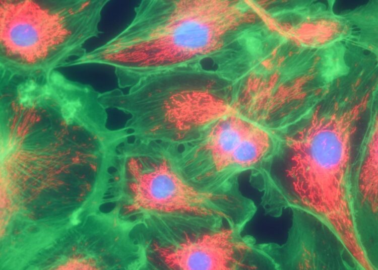 Μιτοχονδριακή Θεραπεία: Πώς η επιστήμη αποτρέπει τις σπάνιες γενετικές ασθένειες;