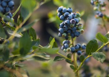 Μύρτιλα: Οφέλη, ιδιότητες και παρενέργειες