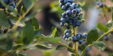 Μύρτιλα: Οφέλη, ιδιότητες και παρενέργειες