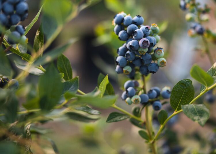 Μύρτιλα: Οφέλη, ιδιότητες και παρενέργειες