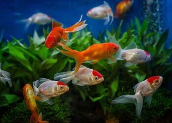 Παράξενα facts για τα ψάρια