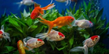 Παράξενα facts για τα ψάρια