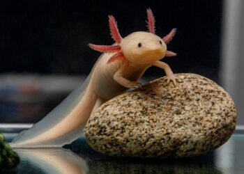 Τα πιο παράξενα κατοικίδια στον κόσμο