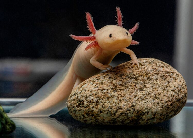 Τα πιο παράξενα κατοικίδια στον κόσμο