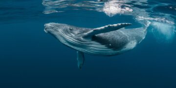 5 παράξενα facts που δεν γνωρίζατε για τις φάλαινες
