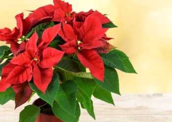 Αλεξανδρινό: Το φυτό του Δεκέμβρη