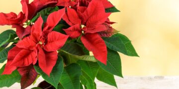 Αλεξανδρινό: Το φυτό του Δεκέμβρη