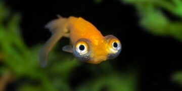 Γιατί λέμε ότι κάποιος έχει «μνήμη ψαριού»;