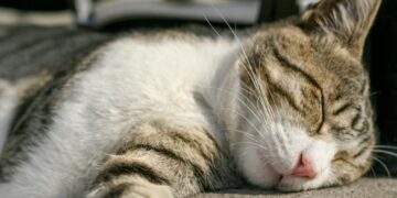 Γιατί οι γάτες κοιμούνται τόσο πολύ;