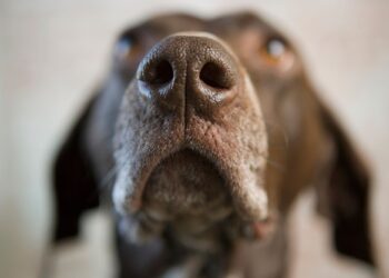 Μπορεί ένας σκύλος να μυρίσει το άγχος μας;