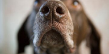 Μπορεί ένας σκύλος να μυρίσει το άγχος μας;