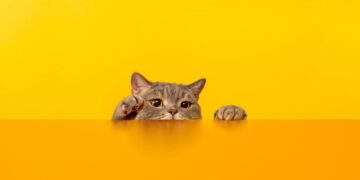 Πώς μας δείχνει η γάτα μας ότι βαριέται;