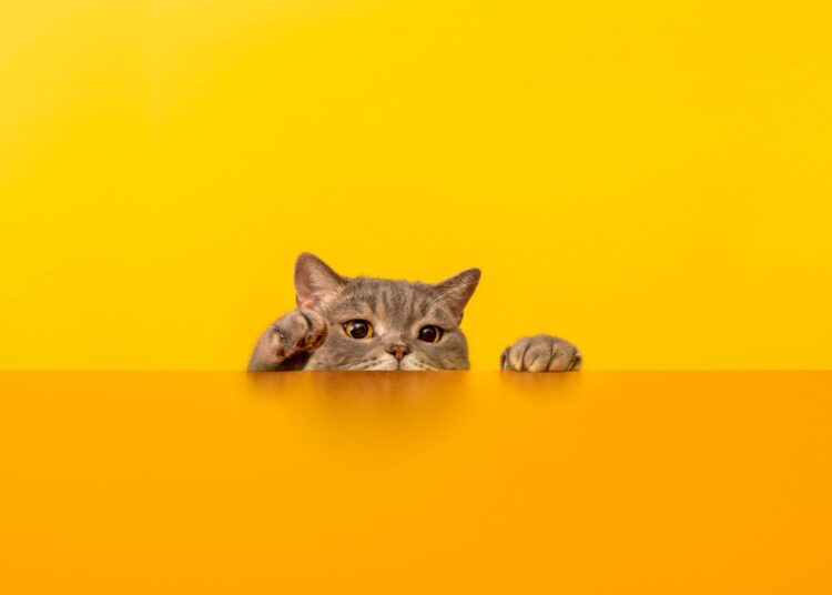 Πώς μας δείχνει η γάτα μας ότι βαριέται;