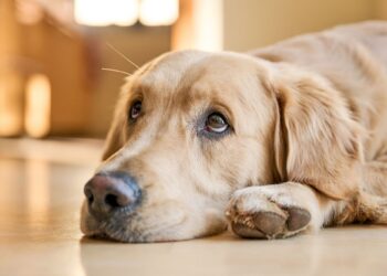 Πώς να καταλάβετε ότι το κατοικίδιό σας πονάει;