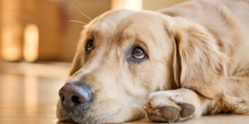 Πώς να καταλάβετε ότι το κατοικίδιό σας πονάει;