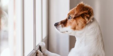 Πόσες ώρες χρειάζεται πραγματικά να μένει μόνος του ένας σκύλος;