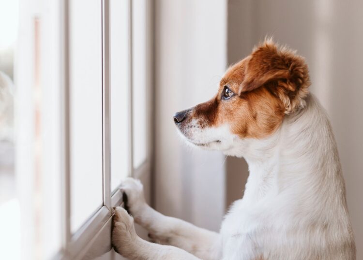 Πόσες ώρες χρειάζεται πραγματικά να μένει μόνος του ένας σκύλος;