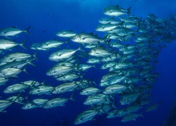 Πόσο ασφαλής είναι τελικά ο τόνος;