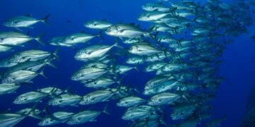 Πόσο ασφαλής είναι τελικά ο τόνος;