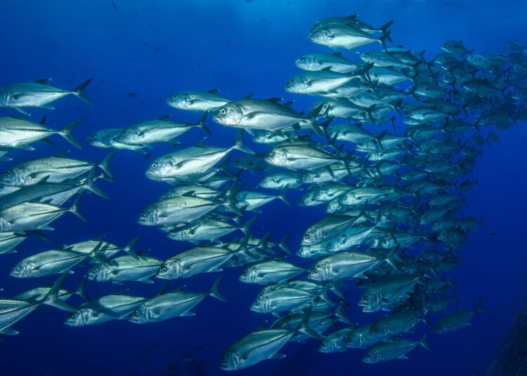 Πόσο ασφαλής είναι τελικά ο τόνος;