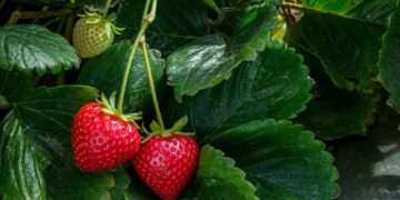 5 facts που δεν γνωρίζατε για τις φράουλες