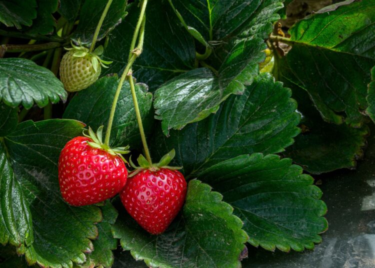 5 facts που δεν γνωρίζατε για τις φράουλες