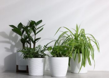6 φυτά που ευδοκιμούν σε σκοτεινούς χώρους