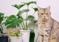 7 φυτά που είναι τοξικά για τις γάτες