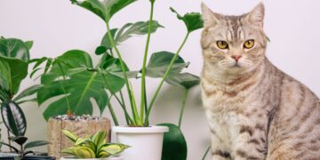 7 φυτά που είναι τοξικά για τις γάτες