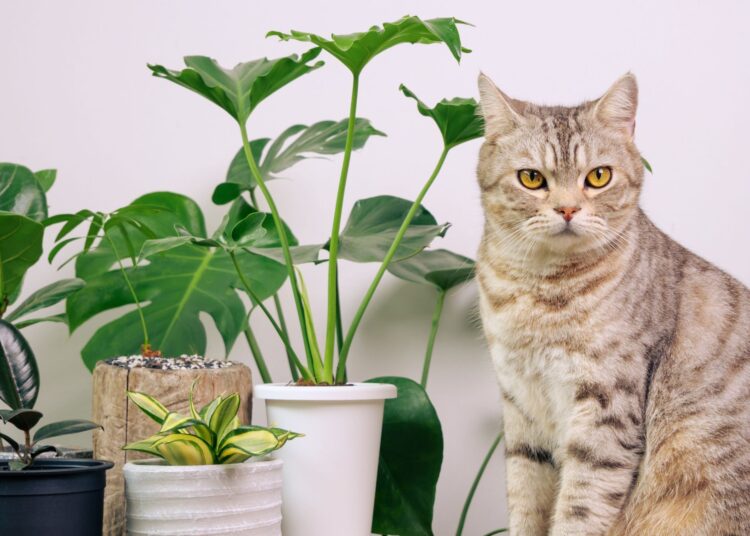 7 φυτά που είναι τοξικά για τις γάτες