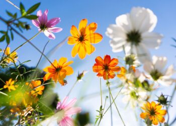 Γιατί όλοι αγαπούν την άνοιξη;