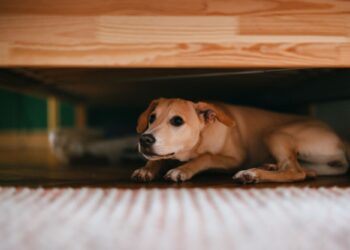 Μπορούν τα ζώα να προβλέψουν τους σεισμούς;