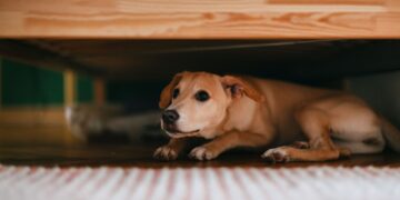 Μπορούν τα ζώα να προβλέψουν τους σεισμούς;