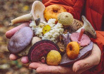 Πώς θα αναγνωρίσουμε τα δηλητηριώδη μανιτάρια;