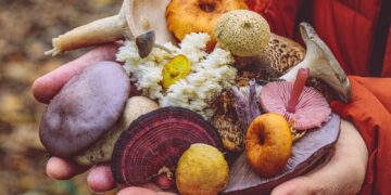 Πώς θα αναγνωρίσουμε τα δηλητηριώδη μανιτάρια;