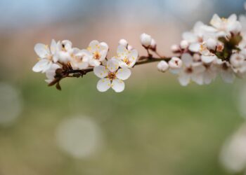 Πότε ανθίζουν οι αμυγδαλιές;