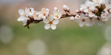 Πότε ανθίζουν οι αμυγδαλιές;