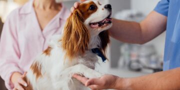 Πότε πρέπει να πάμε το κατοικίδιό μας στον κτηνίατρο;