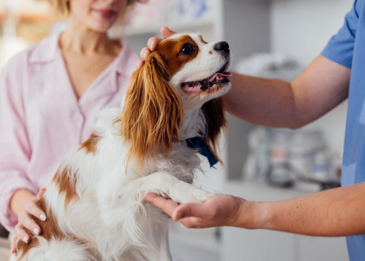 Πότε πρέπει να πάμε το κατοικίδιό μας στον κτηνίατρο;
